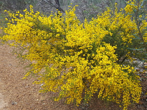 Dawn Atwell Nature Reserve - Whitsundays Accommodation 2