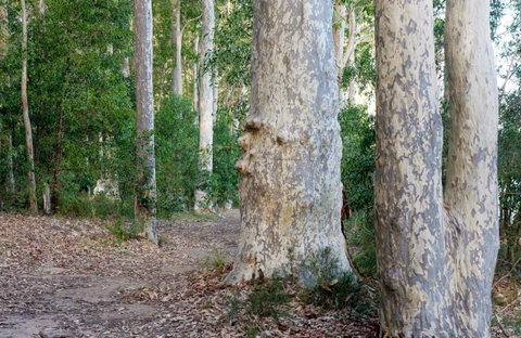 Delta Track - Whitsundays Accommodation 0