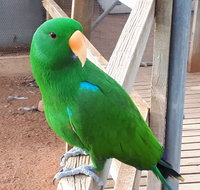 Eyre Reptile  Wildlife Park - Whitsundays Accommodation