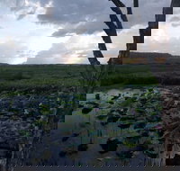 Fogg Dam Conservation Reserve - Whitsundays Accommodation