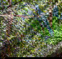 Great North walk - Palm Grove Nature Reserve - Whitsundays Accommodation