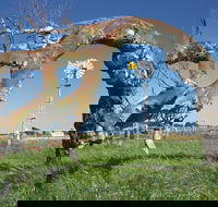 Greenough Leaning Trees - Whitsundays Accommodation