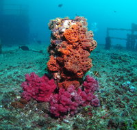 HMAS Brisbane Dive Site