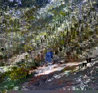 Lyrebird Circuit Walk - Whitsundays Accommodation