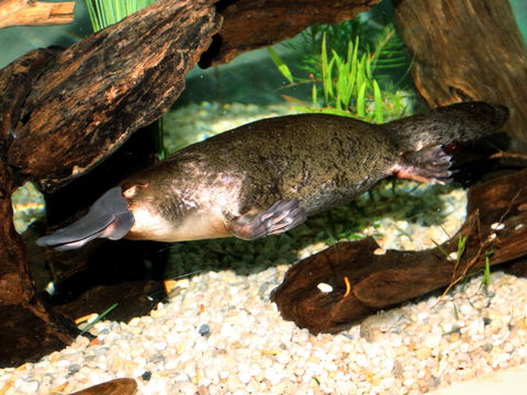 Platypus House - Whitsundays Accommodation 0