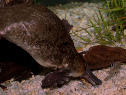Platypus House - Whitsundays Accommodation 1