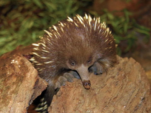 Platypus House - Whitsundays Accommodation 2