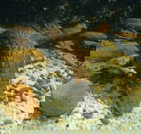 Platypus Pool - Whitsundays Accommodation