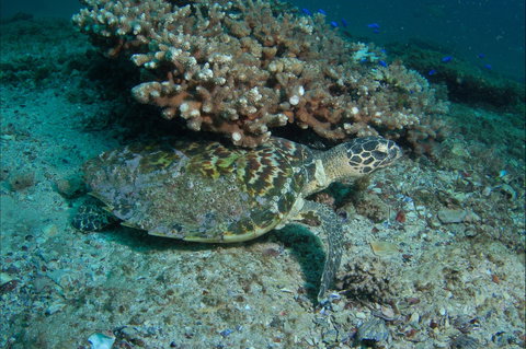 Round Bommie - Whitsundays Accommodation 0