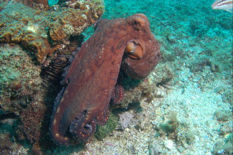 Round Bommie - Whitsundays Accommodation 1