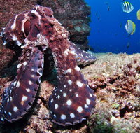 Smith Rock Dive Site - Whitsundays Accommodation