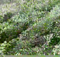 Snowgum Walking Track - Whitsundays Accommodation