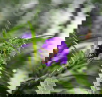 Swainsona Reserve - Whitsundays Accommodation