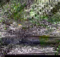 Tea Tree Falls Walking Track - Whitsundays Accommodation