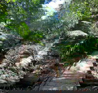 Wirrawilla Rainforest Walk - Whitsundays Accommodation