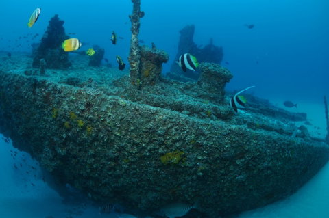 Curtin Artificial Reef Dive Site - Whitsundays Accommodation 1