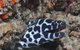 Curtin Artificial Reef Dive Site - thumb 2