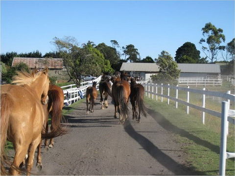 Darkes Forest Riding Ranch - Whitsundays Accommodation 0