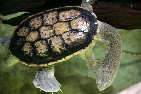 Discover Deadly - Whitsundays Accommodation 1