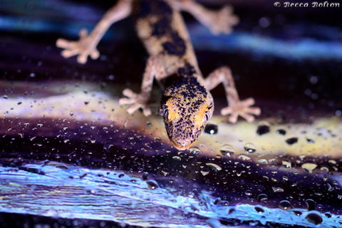 Discover Deadly - Whitsundays Accommodation 2