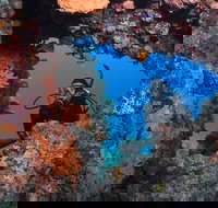 Heron Bommie - Whitsundays Accommodation