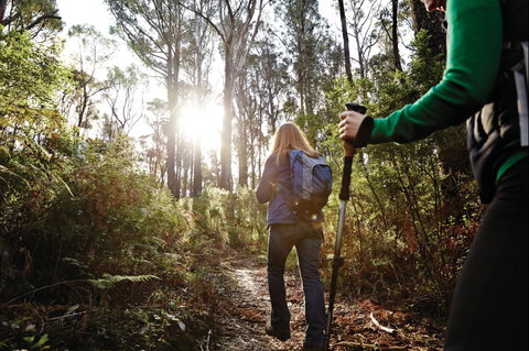 Kinglake National Park - Whitsundays Accommodation 0