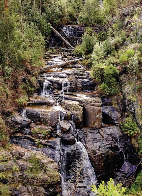 Kinglake National Park - Whitsundays Accommodation 1