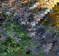 Pine Gully Nature Trail - Whitsundays Accommodation