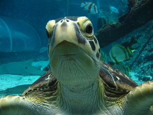Reef HQ Aquarium