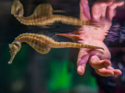 Seahorse World - Whitsundays Accommodation 0