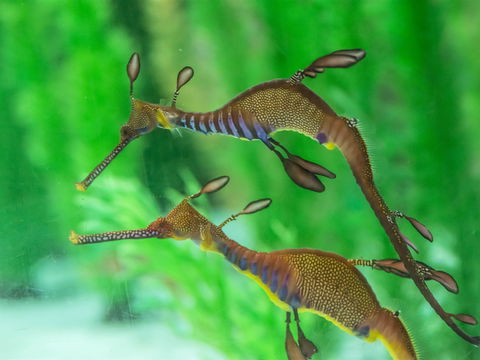 Seahorse World - Whitsundays Accommodation 1