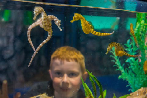 Seahorse World - Whitsundays Accommodation 2
