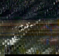 Seaham Swamp Nature Reserve - Whitsundays Accommodation