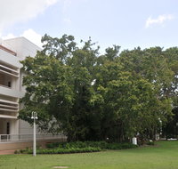 State Square Banyan Tree - Whitsundays Accommodation