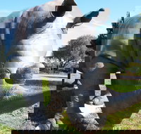 Tailem Bend Rhino Park and Dickson Reserve - Whitsundays Accommodation