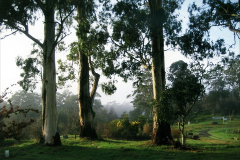 Tasmanian Arboretum Inc. - The - Whitsundays Accommodation 1
