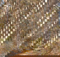 The Great Forest Trees Drive - Whitsundays Accommodation