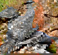 Thunderbolt's Statue and Constable Walker Memorial - Whitsundays Accommodation