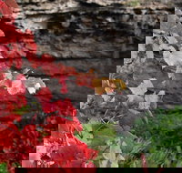 Umpherston Possum Tours - Whitsundays Accommodation