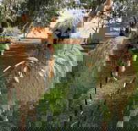 Visit an alpaca farm and get up and personal with these gentle and unique animals - Whitsundays Accommodation