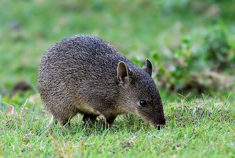 Warrawong Wildlife Sanctuary - Whitsundays Accommodation 1