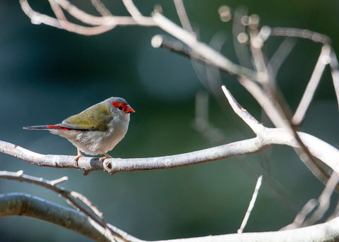 Warrawong Wildlife Sanctuary - Whitsundays Accommodation 2