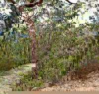 Yango Walking Track - Whitsundays Accommodation