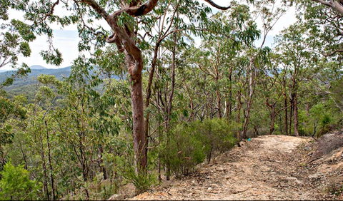 Yango Walking Track - Whitsundays Accommodation 0