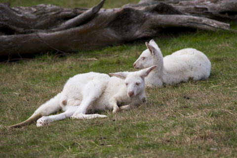 Yarra Valley Nocturnal Zoo - Whitsundays Accommodation 0
