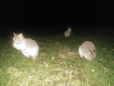 Yarra Valley Nocturnal Zoo - Whitsundays Accommodation 2