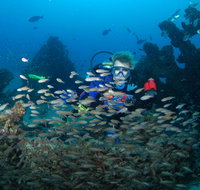 Aarhus Dive Site - Whitsundays Accommodation