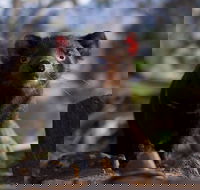 Bonorong Wildlife Sanctuary - Whitsundays Accommodation