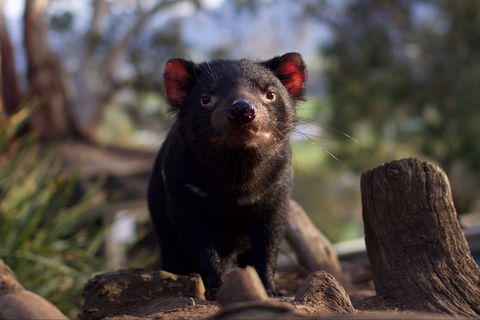 Bonorong Wildlife Sanctuary - Whitsundays Accommodation 0