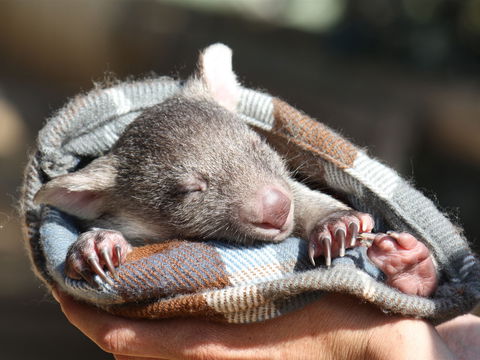 Bonorong Wildlife Sanctuary - Whitsundays Accommodation 2